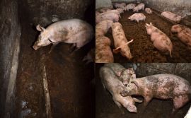 Schweine in eigenen Ausscheidungen