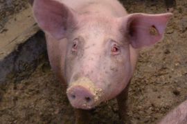 Schwein mit rot angeschwollenen Augen