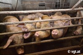 Tierqual Schweinehaltung 