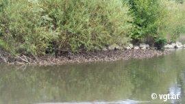 Enten 1