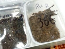 Spinnen in kleinen Plastikboxen
