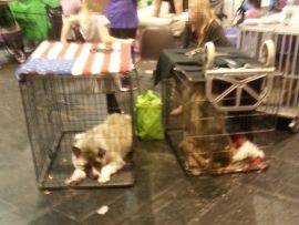 Hunde in körpergroßen Käfigen