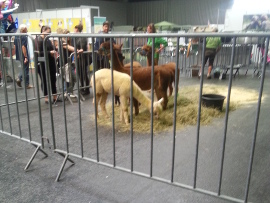 Alpakas auf Beton in der Halle