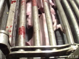 rohes Fleisch