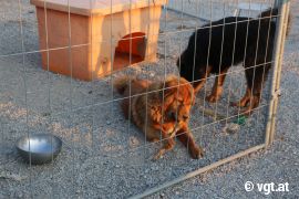 Hunde-Zwinger