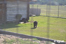 Wallabys