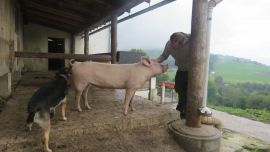 Kuksi, Schwein und Martin Balluch