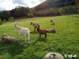 Tiere