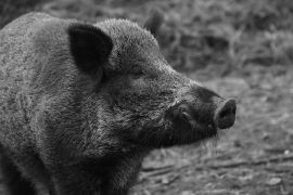 Wildschwein