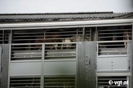 Tiertransport