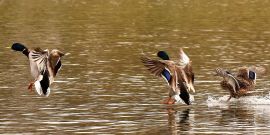 Enten