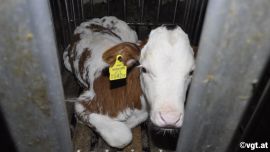 Kalb in engster Anbindehaltung.