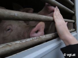 Schwein schaut traurig aus dem LKW 1
