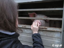 Akivistin streichelt Schwein