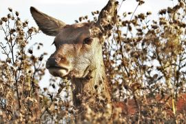 Hirsch