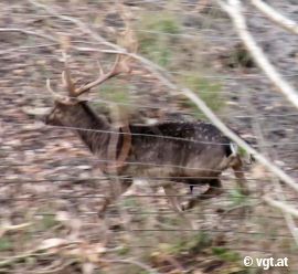 Damhirsch auf der Flucht durch den Wald