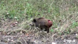 flüchtendes Wildschwein mit Schusswunde