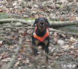 Bellender Hund auf einer Jagd.
