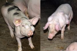 Schweine mit riesigen Beulen