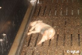 totes Ferkel