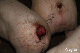 Schwein mit abgebissenem Schwanz