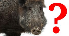 Wildschwein mit einem großen roten Fragezeichen
