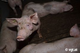 Schwein mit Abszessen 2