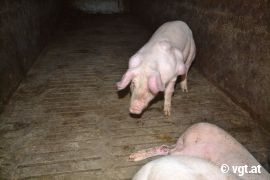 Schwein mit Abszessen 3