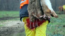 Person trägt erschossene Tiere