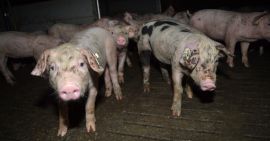 Ferkel auf trostlosem Vollspaltenboden