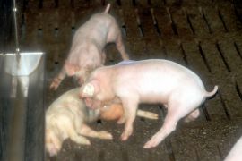 Ein totes Ferkel wird von noch lebenden gefunden.
