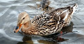 Weibliche Ente schwimmend