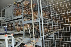 Eine ehemalige Legehennen-Käfighaltung wird als Bodenhaltung geführt.