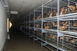 Ein typisch langer Gang mit einer ehemaligen Legehennen-Käfighaltung, die nun eine Bodenhaltung sein soll.