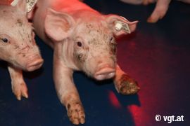 Ferkel mit verstümmeltem Bein