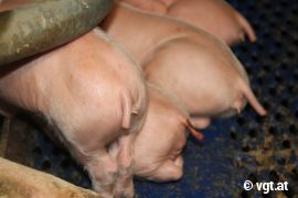 ferkel mit abgeschnittenen Schwänzen. Einer ist zusätzlich verletzt.