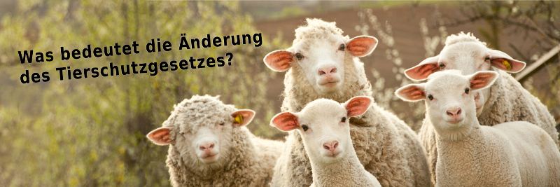 Was bedeutet die Änderung des Tierschutzgesetzes?