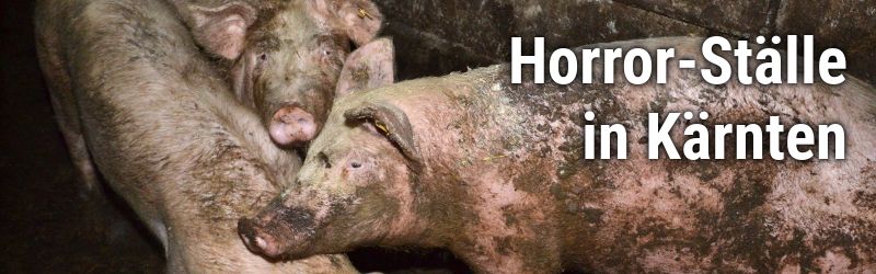 Grausamkeit statt Idylle: VGT deckt massiven Tierschutz-Skandal auf!