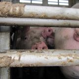 Schreiende Schweine während Beerdigung, blutiger Gestank in der ganzen Ortschaft
