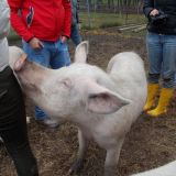 Besuch bei „Rinderwahnsinn“