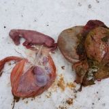 Schon wieder: Tierbaby aus Mutter geschnitten, die von Jägern erschossen worden war