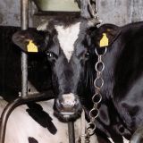 Was bedeutet die Änderung des Tierschutzgesetzes?
