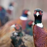VGT eröffnet Petition gegen das geplante Tierschutzgesetz: dringend Verbesserungen nötig