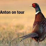 Morgen VGT-Protest: 4 m Fasan vor Jagdmesse Hohe Jagd im Messezentrum Salzburg