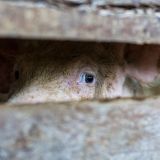 VGT zu FairHof: mit Siegel zwischen Bio und konventionell beschreitet Hofer neue Wege