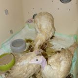 Gericht weist Klage von Tierexperimentator aus Veterinär Uni Wien gegen VGT ab!