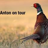 Einladung zu VGT-Protest Tierschutzgesetz: heute 4 m Fasan in Linz, morgen in St. Pölten