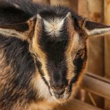 Ziegenenthornung: Grausam und nicht notwendig