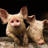 Tierqual Schweinehaltung
