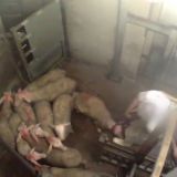 Das Schweigen der Lämmer